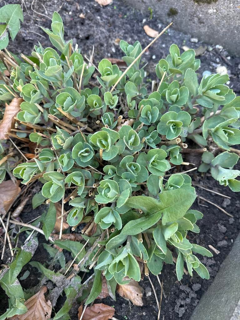 Vetkruid (Sedum) - Sterke vaste plant voor elke tuin, Ophalen, Bodembedekkers, Volle zon, Vaste plant