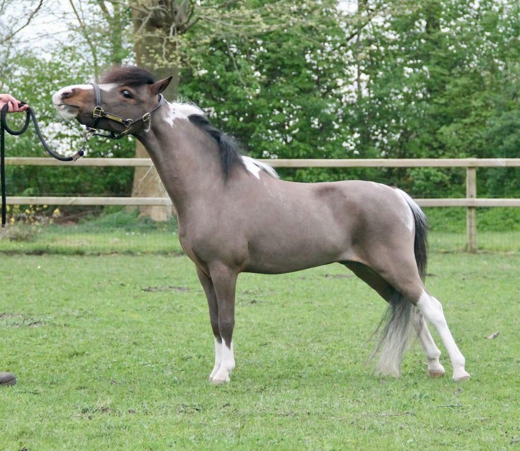 Goedgekeurde AMHA/NMPRS dekhengst, Hengst