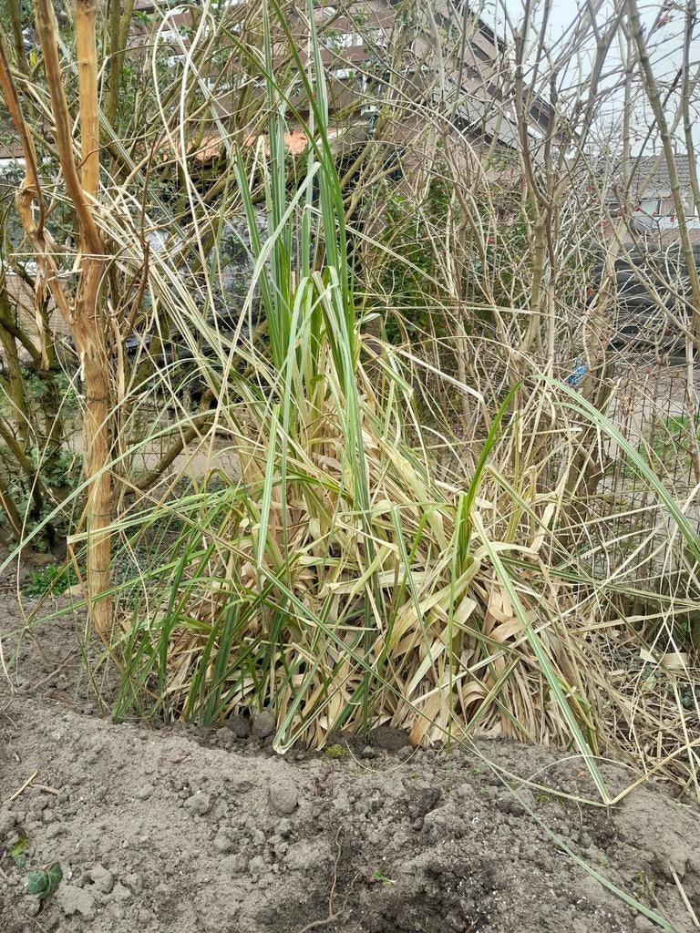 Pampusgras, Tuin en Terras, Ophalen, Overige soorten, Volle zon