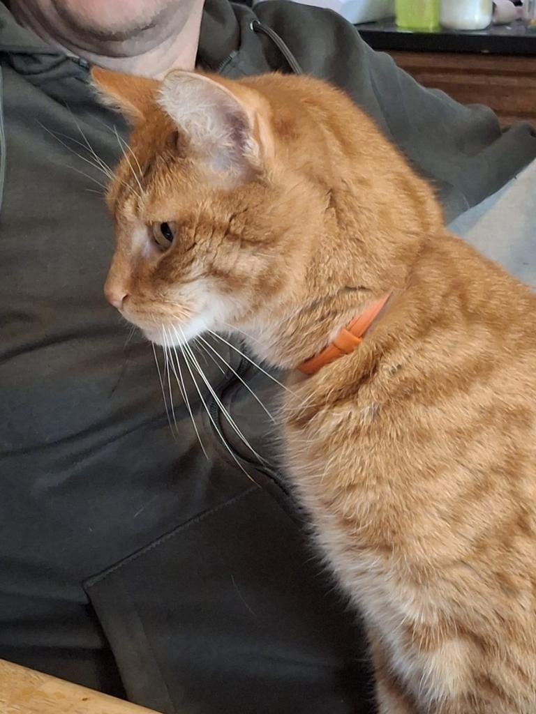 Rode kater van 8, Dieren en Toebehoren, Katten en Kittens | Overige Katten, Kater, Kortharig, 6 jaar of ouder