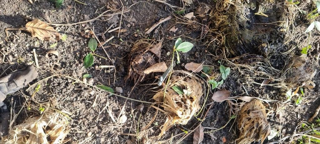 Bananen plant boom volle grond, Ophalen, Overige soorten, Volle zon