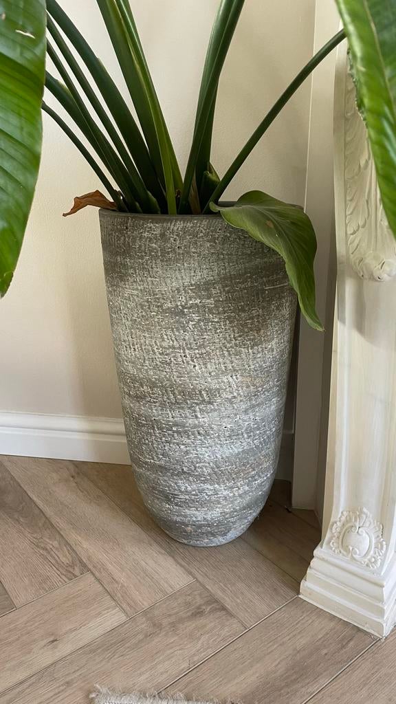 Luxe hoge plantenpot, Tuin en Terras, Planten | Tuinplanten, Vaste plant, Bloeit niet, Halfschaduw, Ophalen