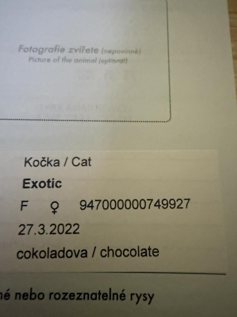 exotic (zonder stamboom en ragdoll met stamboom, Dieren en Toebehoren, Poes, Met stamboom, 3 tot 5 jaar