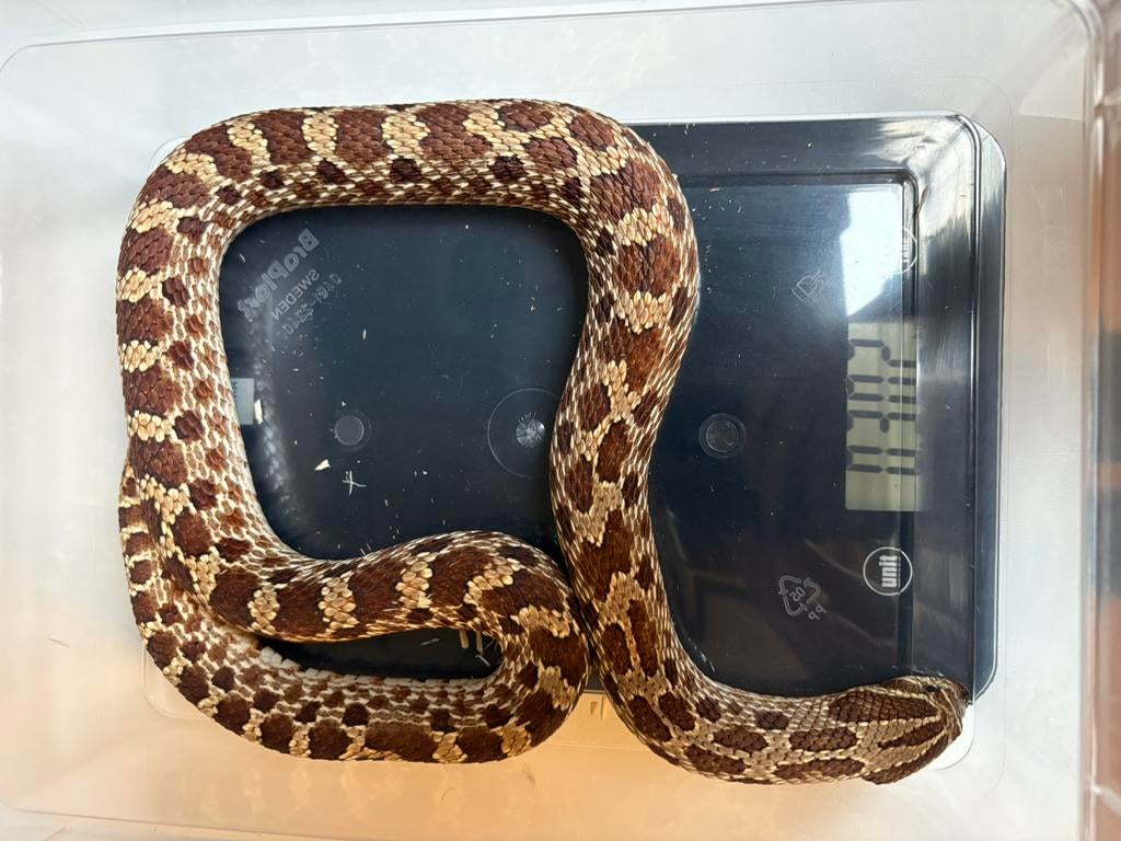 Heterodon nasicus Red Het Ghost 0.1, Dieren en Toebehoren, Slang, 0 tot 2 jaar