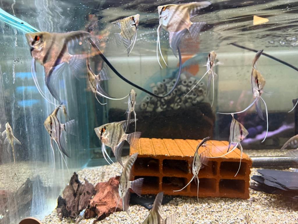 Pterophyllum scalare - maanvis blue pinoy, Vis