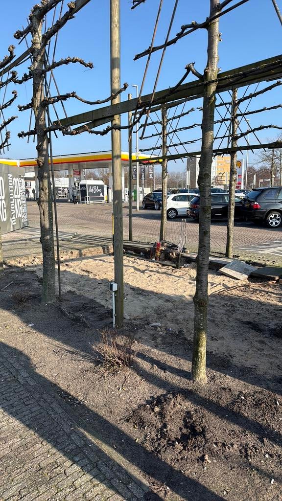 Leibomen, Ophalen of Verzenden, Volle zon, Overige soorten