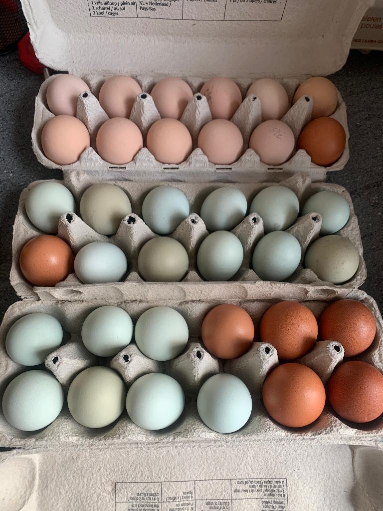 Broedeieren easter Egger, Dieren en Toebehoren, Pluimvee, Geslacht onbekend, Kip