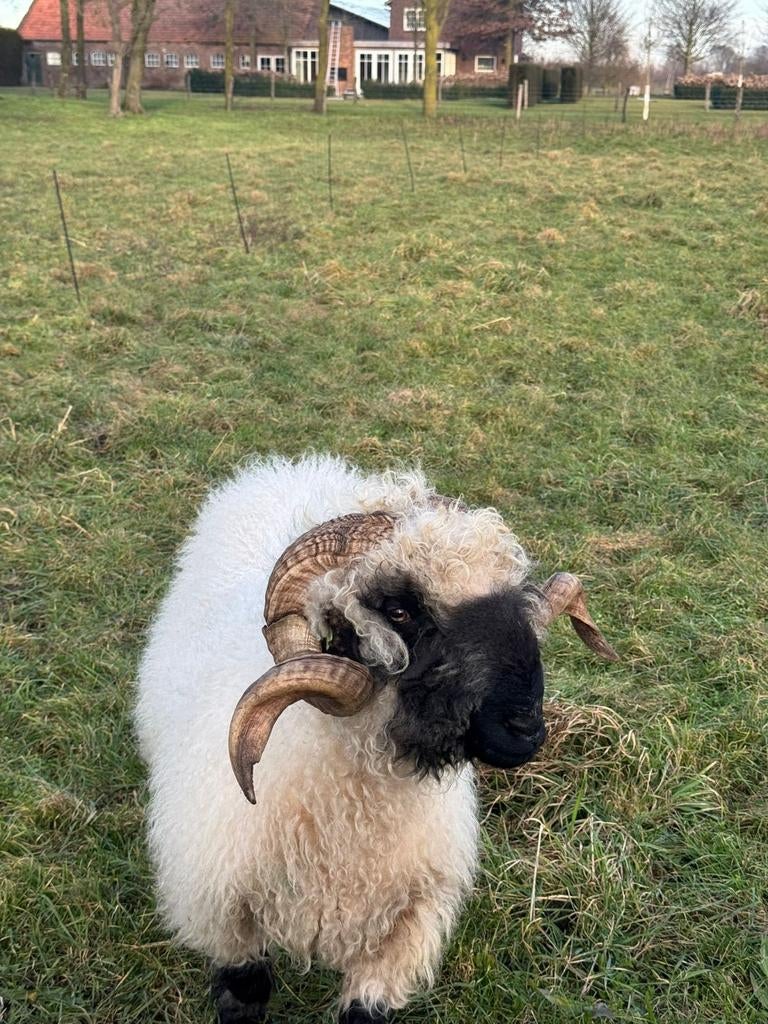 Walliser schwarznase ram tekoop, Dieren en Toebehoren, Schapen, Geiten en Varkens, Mannelijk, Schaap