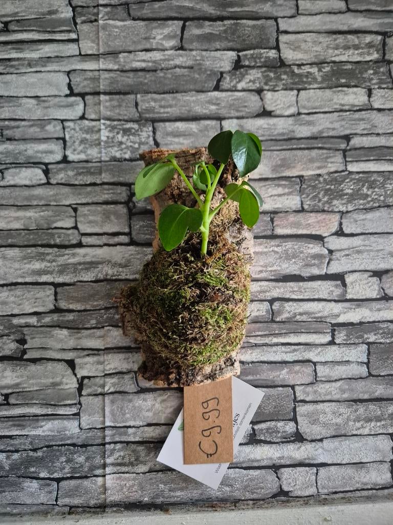 Schefflera op kurk, Overige soorten, Minder dan 100 cm, Groene kamerplant, Halfschaduw