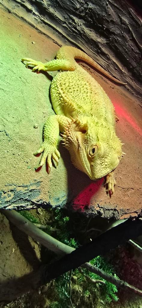 Guus de baardagaam, Hagedis, 0 tot 2 jaar