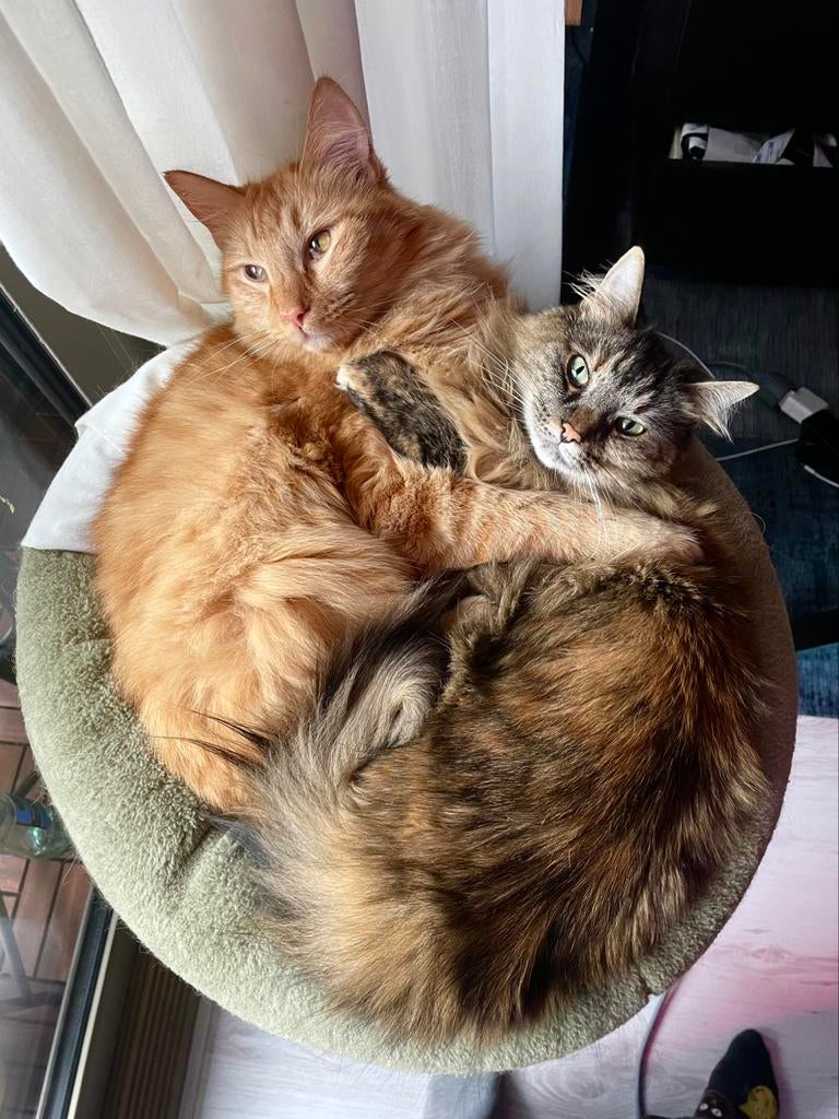 Lieve Noorse Boskatjes, Dieren en Toebehoren, Katten en Kittens | Raskatten | Langhaar, Meerdere dieren, Gechipt, 3 tot 5 jaar