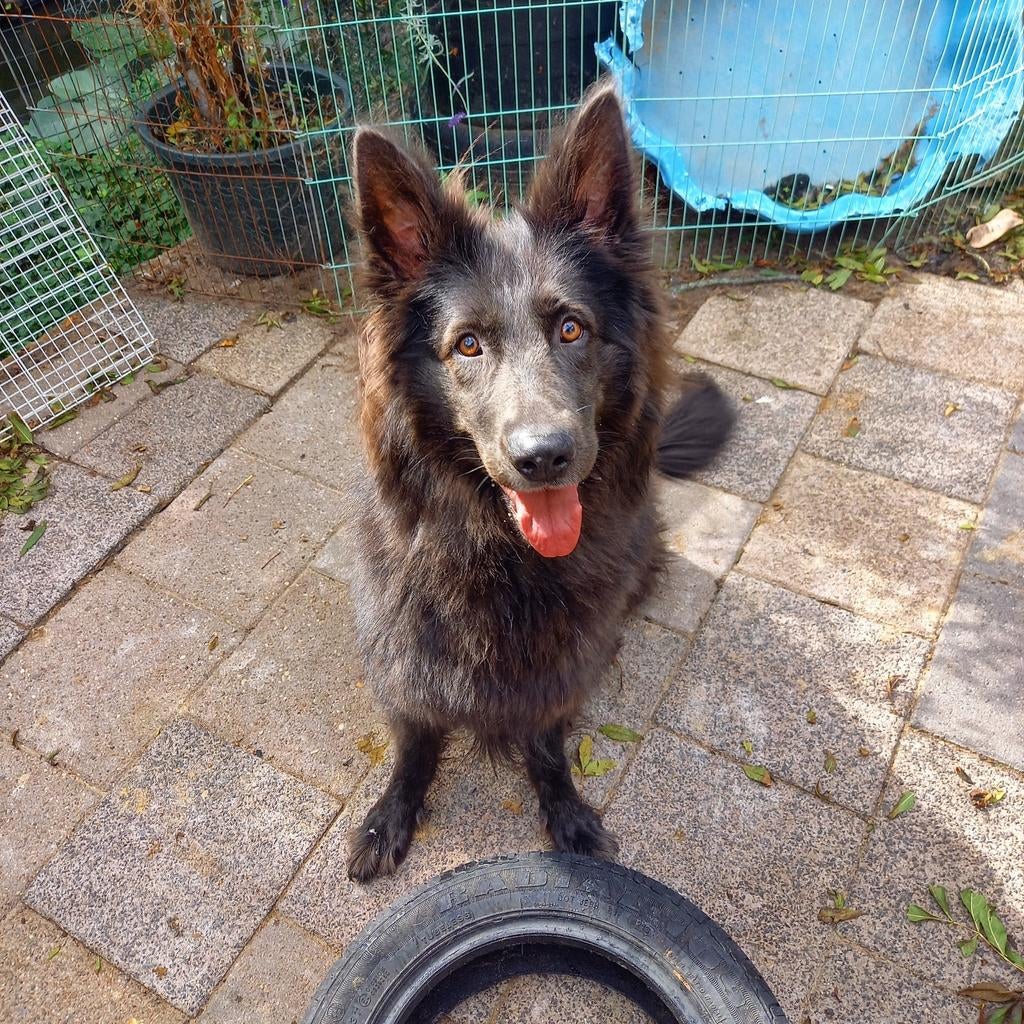 Oud duitse herder teef voor passend goed huisje., Dieren en Toebehoren, Honden | Herdershonden en Veedrijvers, Particulier, Buitenland