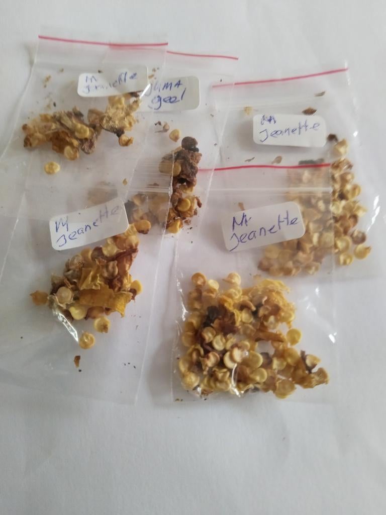 Surinaamse groente zaden 1,00 euro per zakje., Ophalen of Verzenden, Volle zon