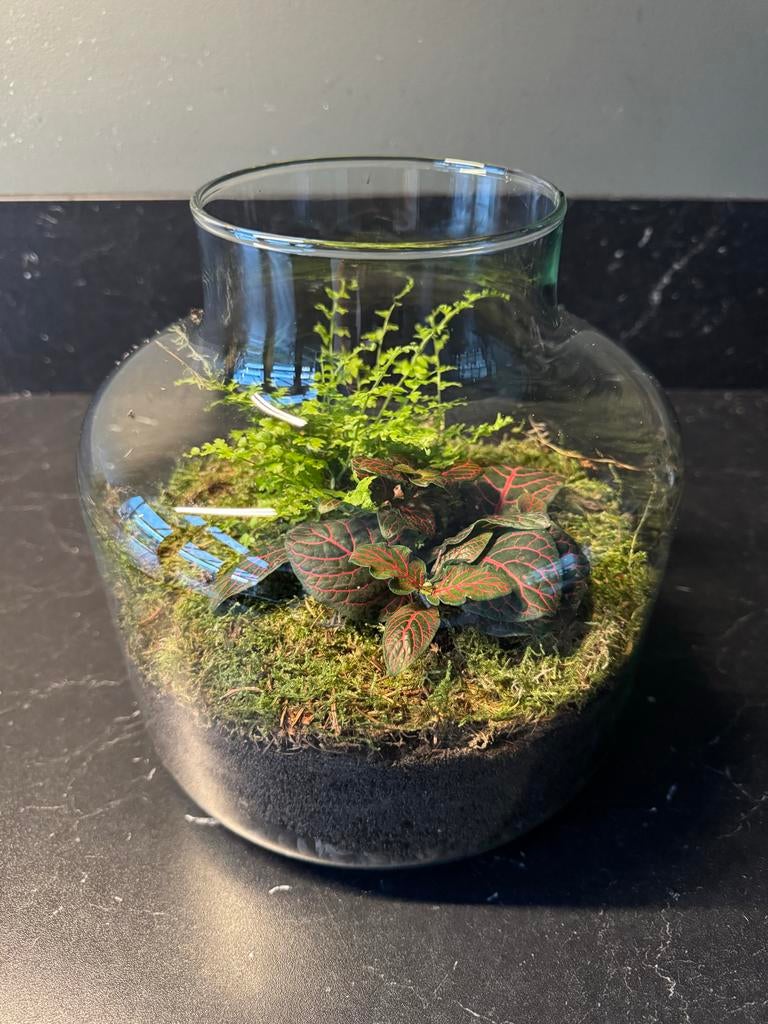 Terrarium mini ecosysteem, Ophalen, Overige soorten, Halfschaduw, In pot