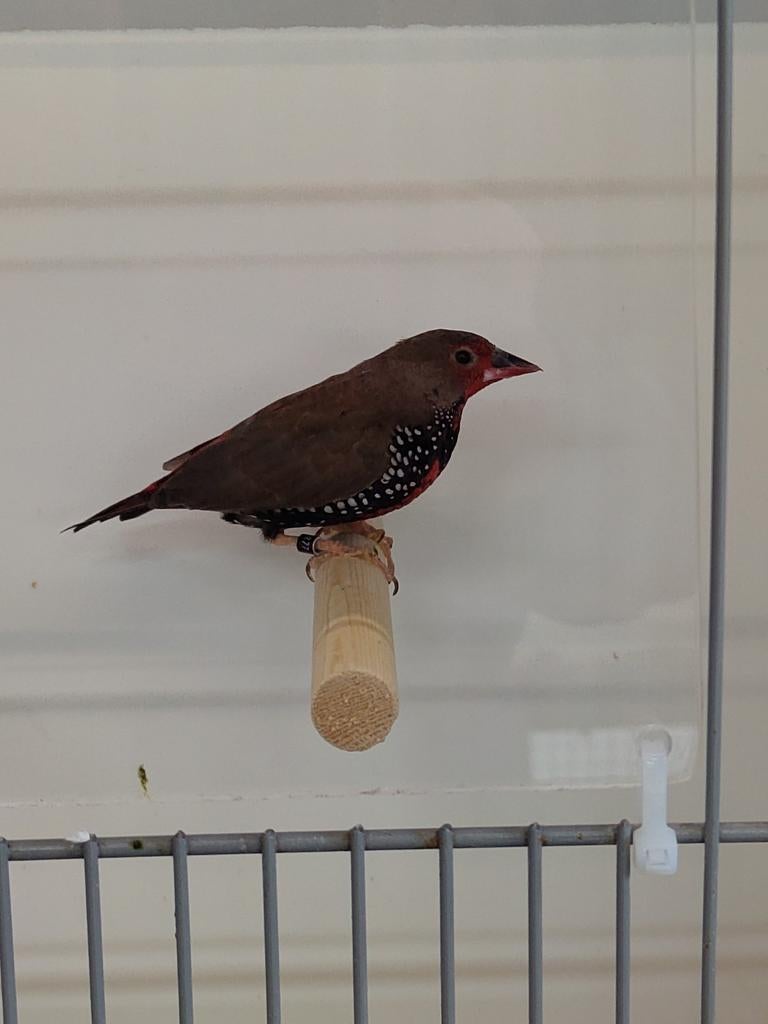 Emblema picta man, Dieren en Toebehoren, Mannelijk, Tropenvogel, Geringd