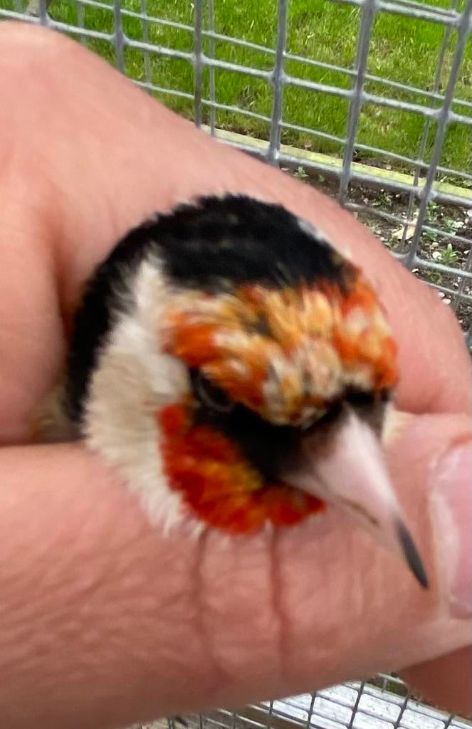 Te koop major putter man 2025, Mannelijk