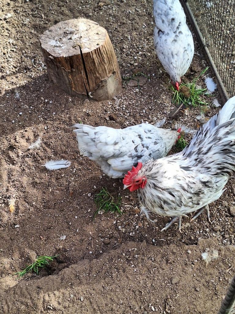 Te koop prachtige Australorp kriel hanen., Dieren en Toebehoren, Pluimvee, Mannelijk, Kip