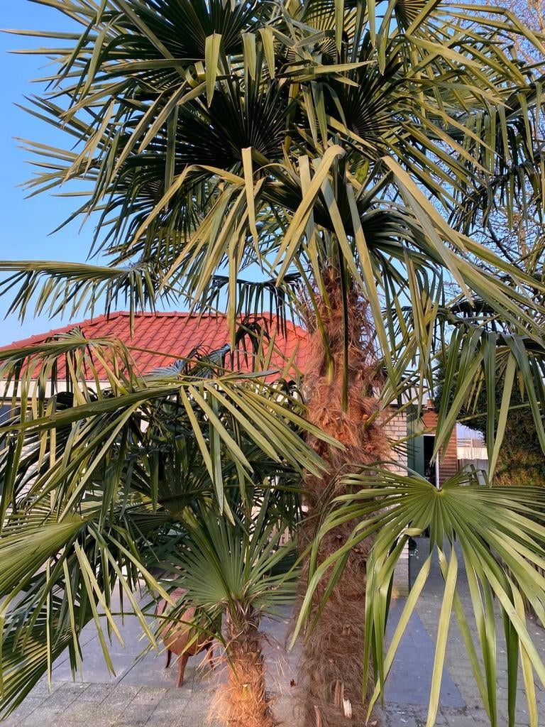 Trachycarpus Fortunei Palmboom verse Zaden, Ophalen of Verzenden, Gehele jaar, Volle zon, Zaad