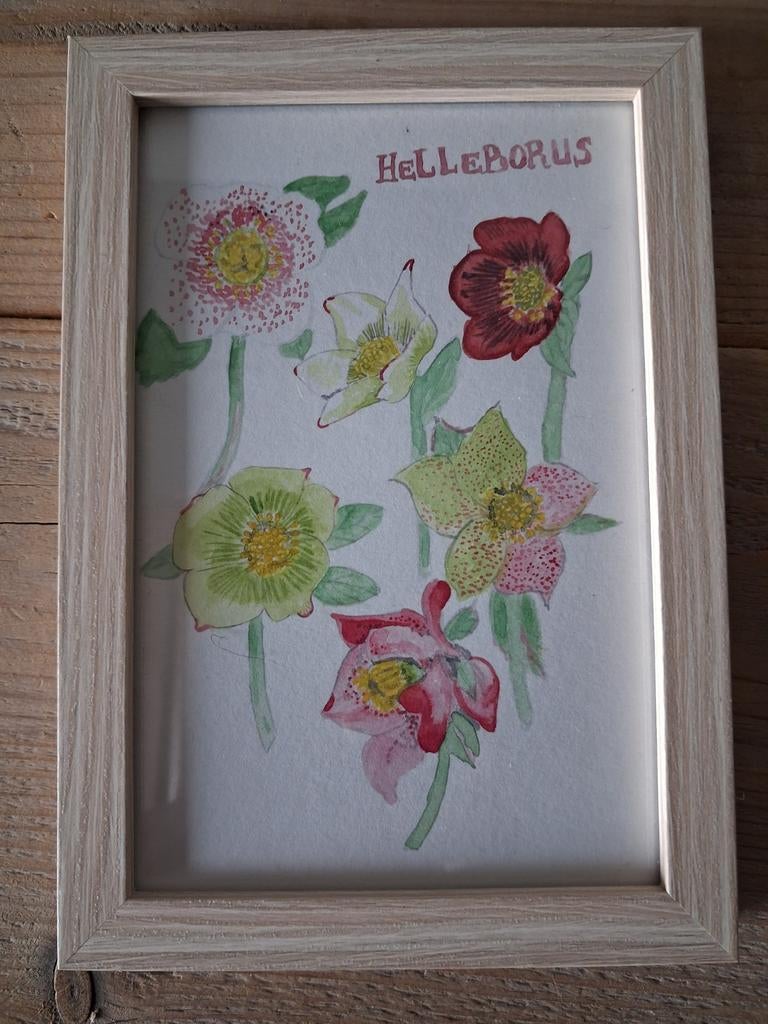 Aquarel Helleborus bloemen in lijst - 17 x 12 cm, Ophalen of Verzenden