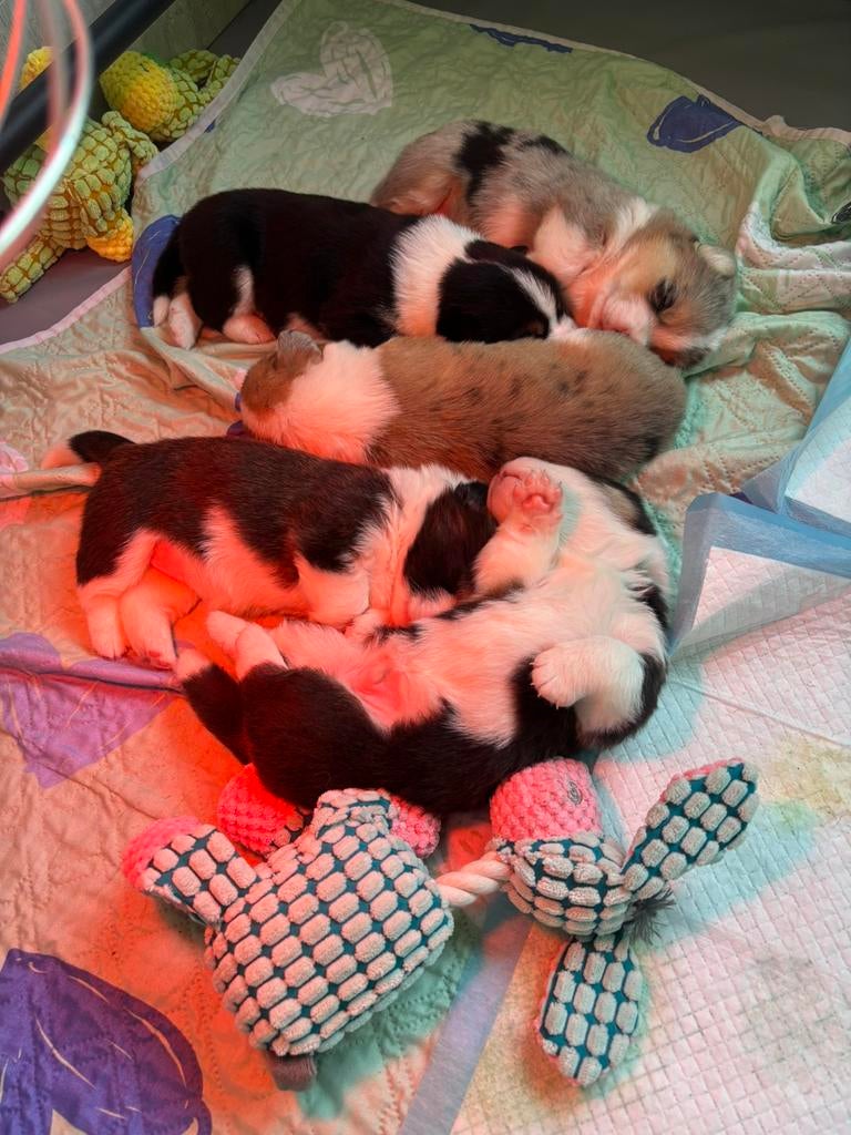 Welsh corgi cardigan x pembroke, Dieren en Toebehoren, Honden | Herdershonden en Veedrijvers, Parvo, Overige rassen, 8 tot 15 weken