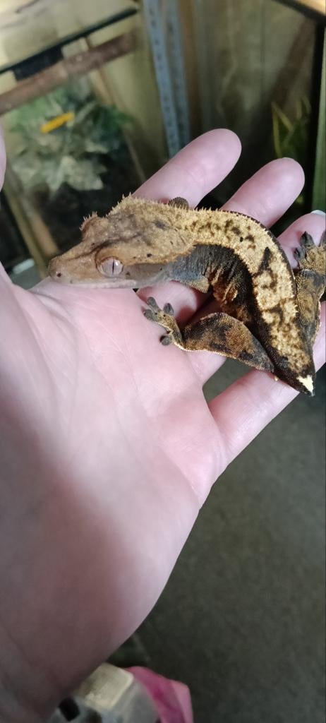 Wimpergekko 0.1 Leopard Gecko - female for sale from C