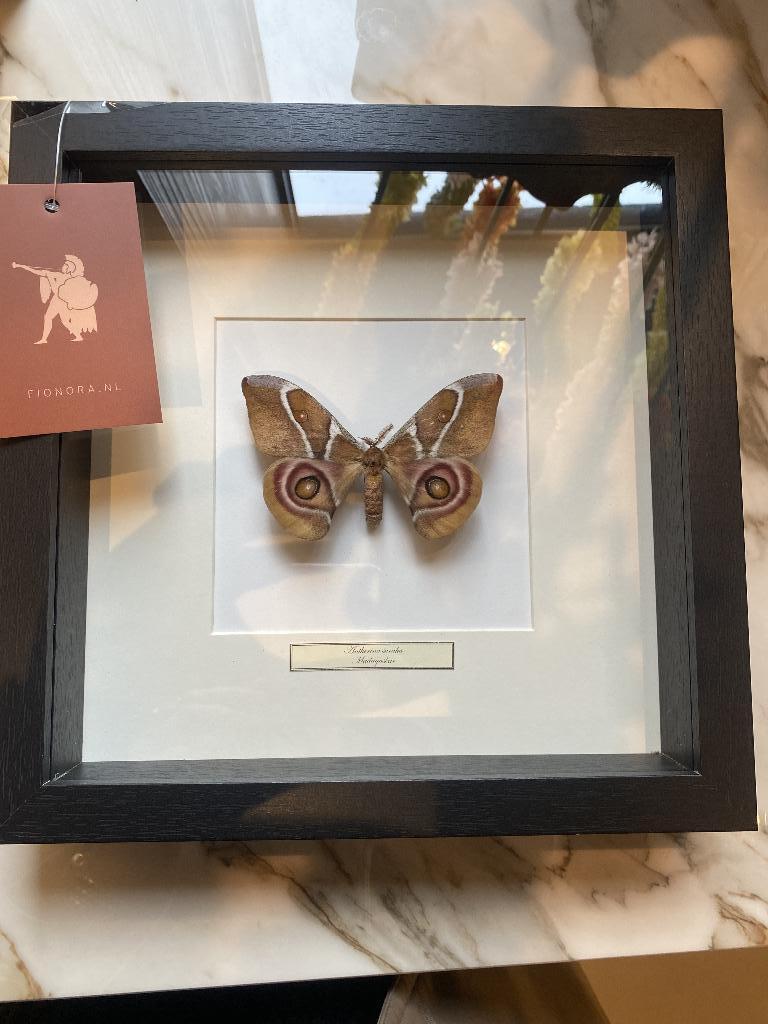 Opgezette vlinder in lijst, Verzamelen, Dierenverzamelingen, Ophalen of Verzenden, Nieuw, Insect, Opgezet dier