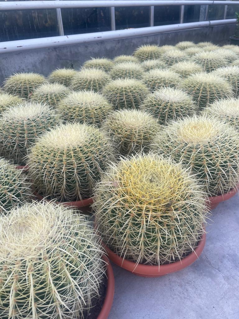 Cactus Echinocactus Grussonii in de 25cm schaal, Ophalen of Verzenden, Minder dan 100 cm, Volle zon, In pot