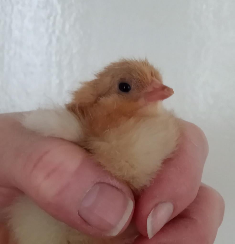 Paas kuikentjes! Kwartels en eastereggers., Dieren en Toebehoren, Pluimvee, Meerdere dieren, Overige soorten