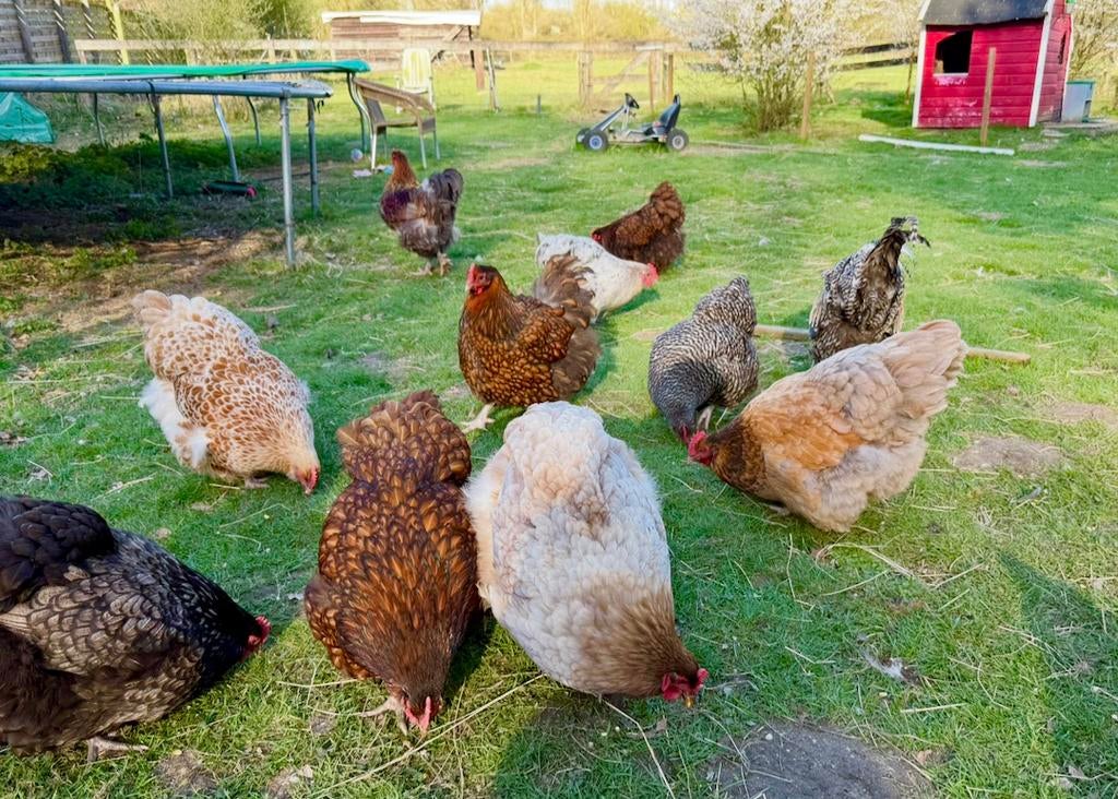 Broedeieren Orpington, Dieren en Toebehoren, Pluimvee, Kip, Geslacht onbekend