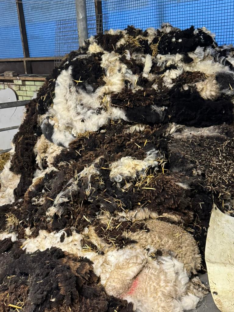 Schapenwol, gratis af te halen, Mannelijk, Geit