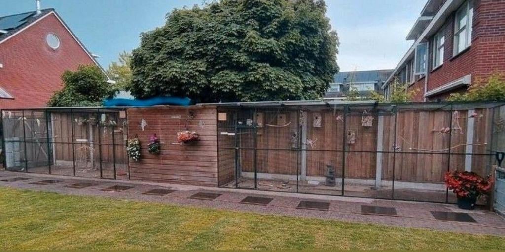 Gezocht  vogels groot en klein, Meerdere dieren, Parkiet