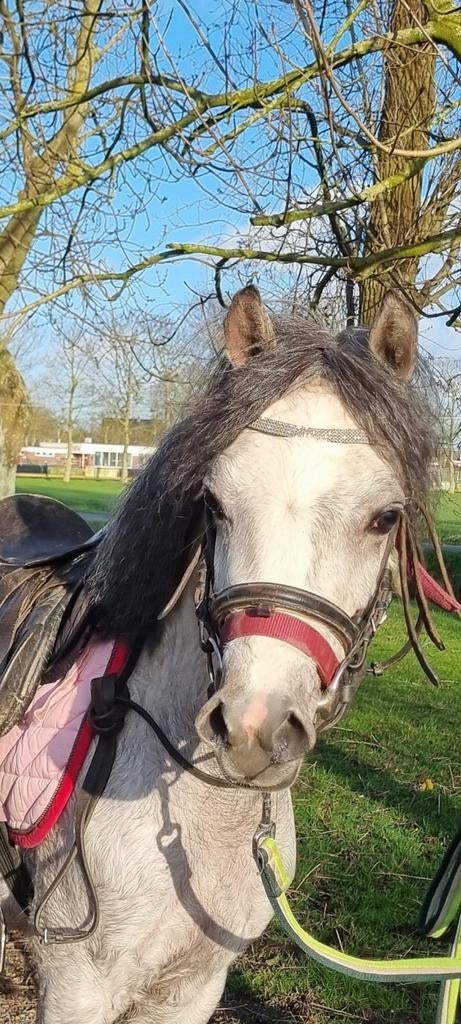 Dit WEEKEND = € 2500 🐣🐰Leuke welsh pony!, Merrie, 3 tot 6 jaar