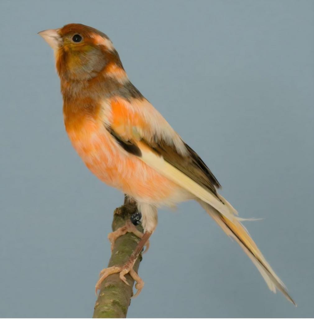 Zaterdagmorgen 11 april In /  verkoop vogels Kampen, Dieren en Toebehoren, Meerdere dieren, Kleurkanarie