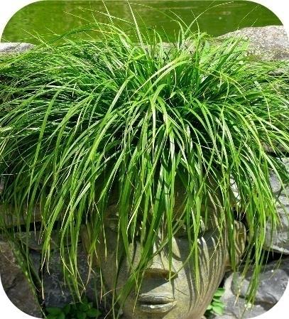 Siergras, Siergrassen, zegge, pampasgras, met korting, Ophalen of Verzenden, Vaste plant