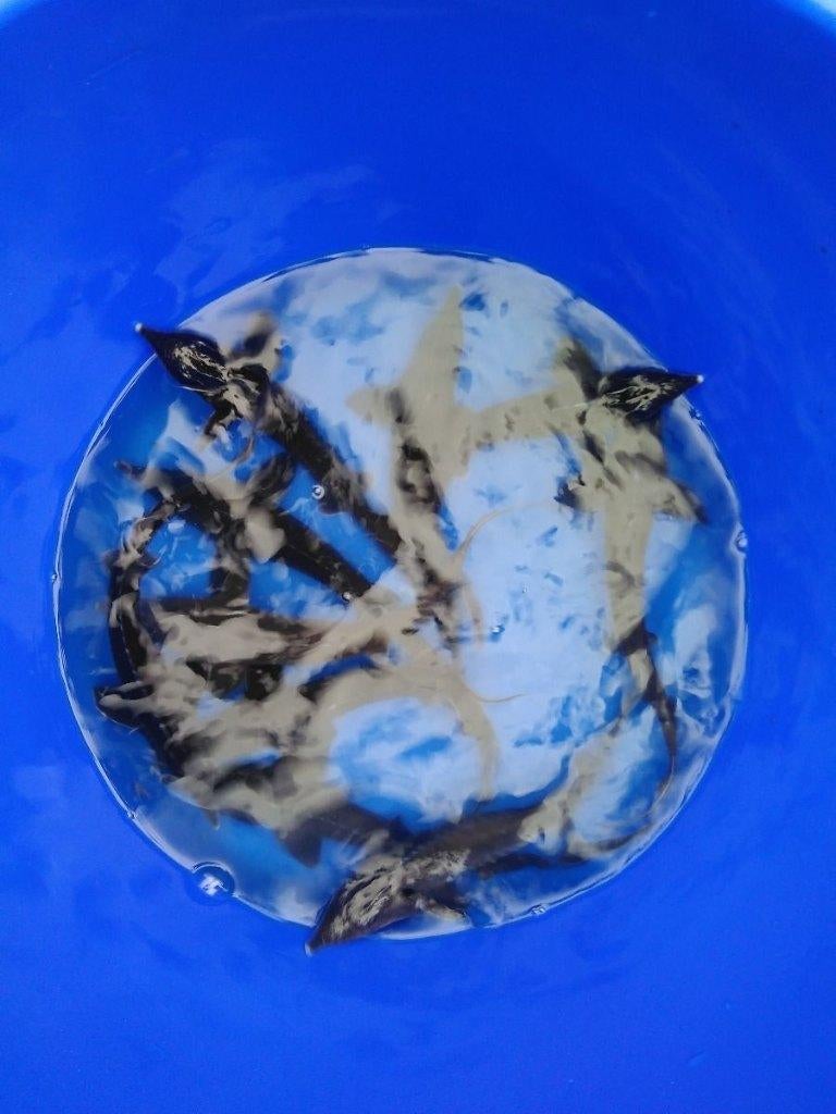 Beide paasdagen geopend Bari steur diverse maten, Steur