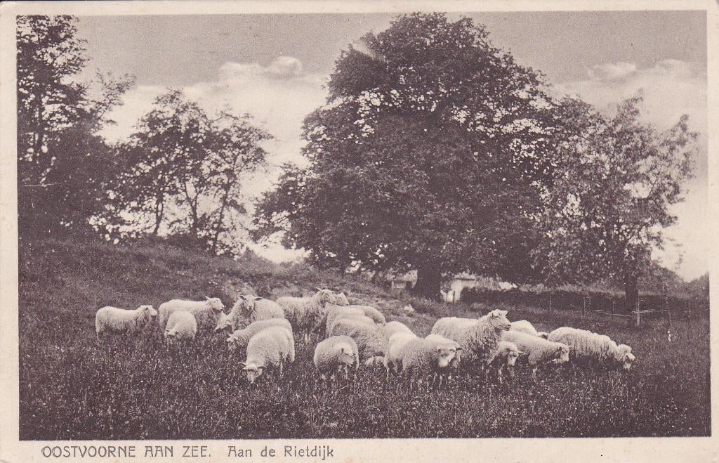 Oostvoorne. Aan de Rietdijk. (1920) schapen, Ophalen of Verzenden, Voor 1920, Gelopen, Zuid-Holland