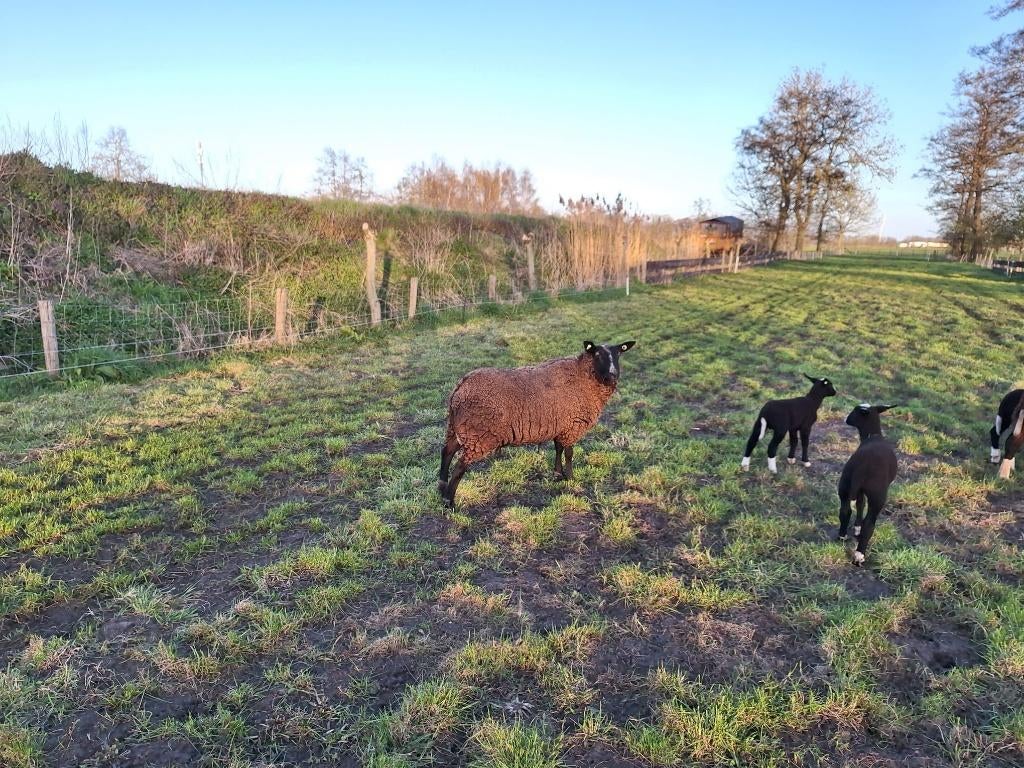 Schaap zwartbles, Vrouwelijk, Schaap, 0 tot 2 jaar