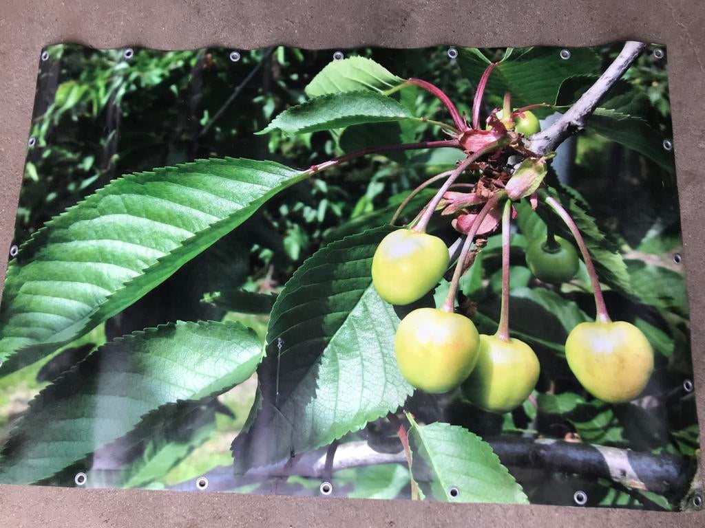 Diverse Tuinposters fruit, Ophalen, Gebruikt