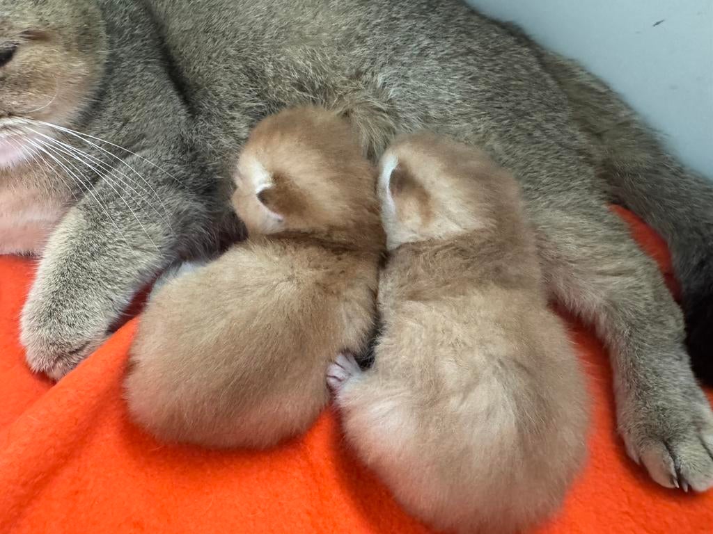 Te koop raszuivere britse korthaar kittens, Meerdere dieren, Gechipt, 0 tot 2 jaar