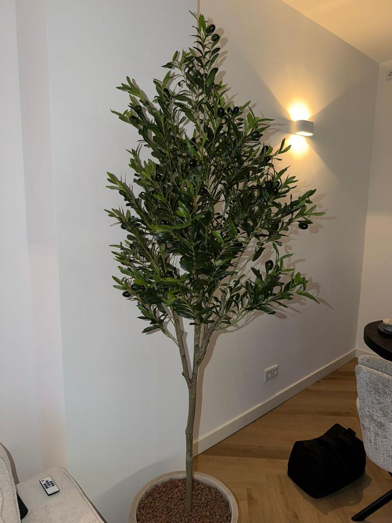 Kunst olijfboom, Volle zon, Bloeit niet, Ophalen of Verzenden, 100 tot 250 cm