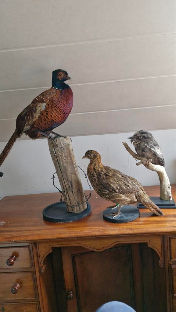 Opgezette Temminck Tragopaan vrouw, Verzamelen, Dierenverzamelingen, Ophalen of Verzenden, Zo goed als nieuw, Vogel, Opgezet dier