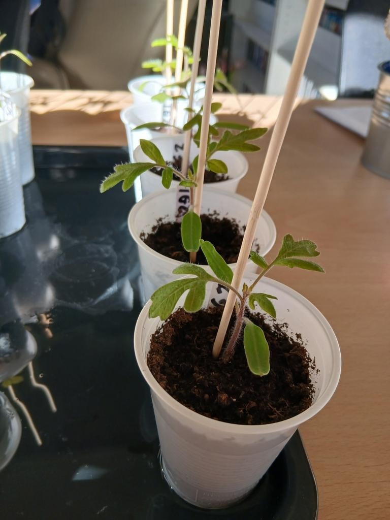 Biologische Green Zebra tomatenplantjes, Tuin en Terras, Planten | Tuinplanten, Ophalen, Volle zon, Groenteplanten, Eenjarig