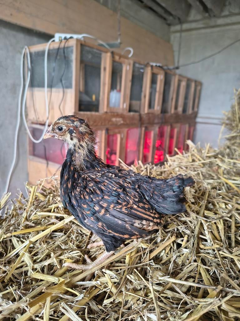 Prachtige Barnevelder kriel hennen, Dieren en Toebehoren, Pluimvee, Vrouwelijk, Kip