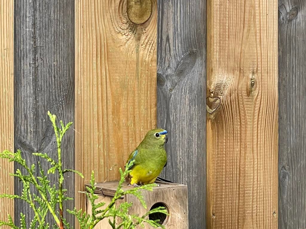 Gezocht: elegantparkiet pop, Vrouwelijk