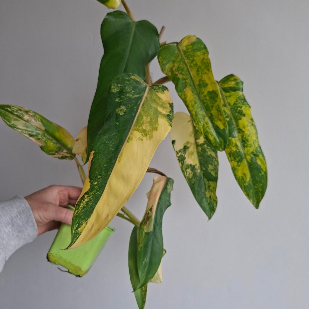 Philodendron Domesticum variegata plant, Ophalen of Verzenden