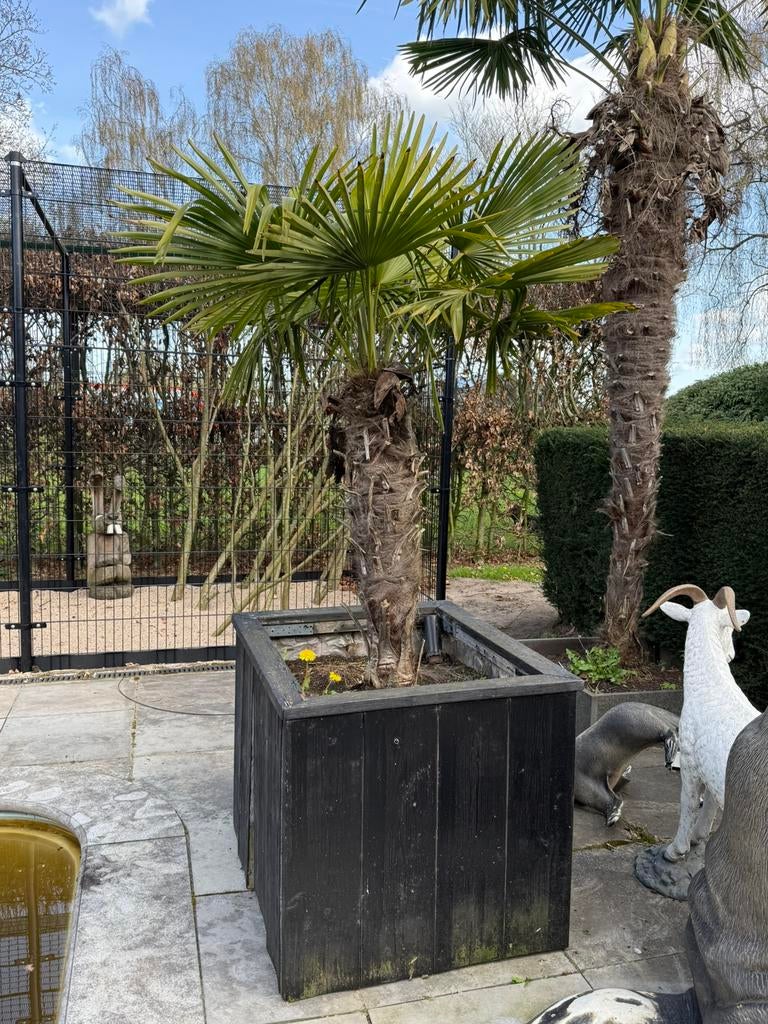 Palmbomen, Volle zon, Ophalen of Verzenden, 100 tot 250 cm, Zomer