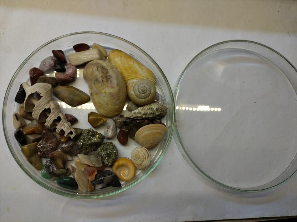 Petrischaal met steentjes en schelpjes, stukjes pyriet, Ophalen of Verzenden