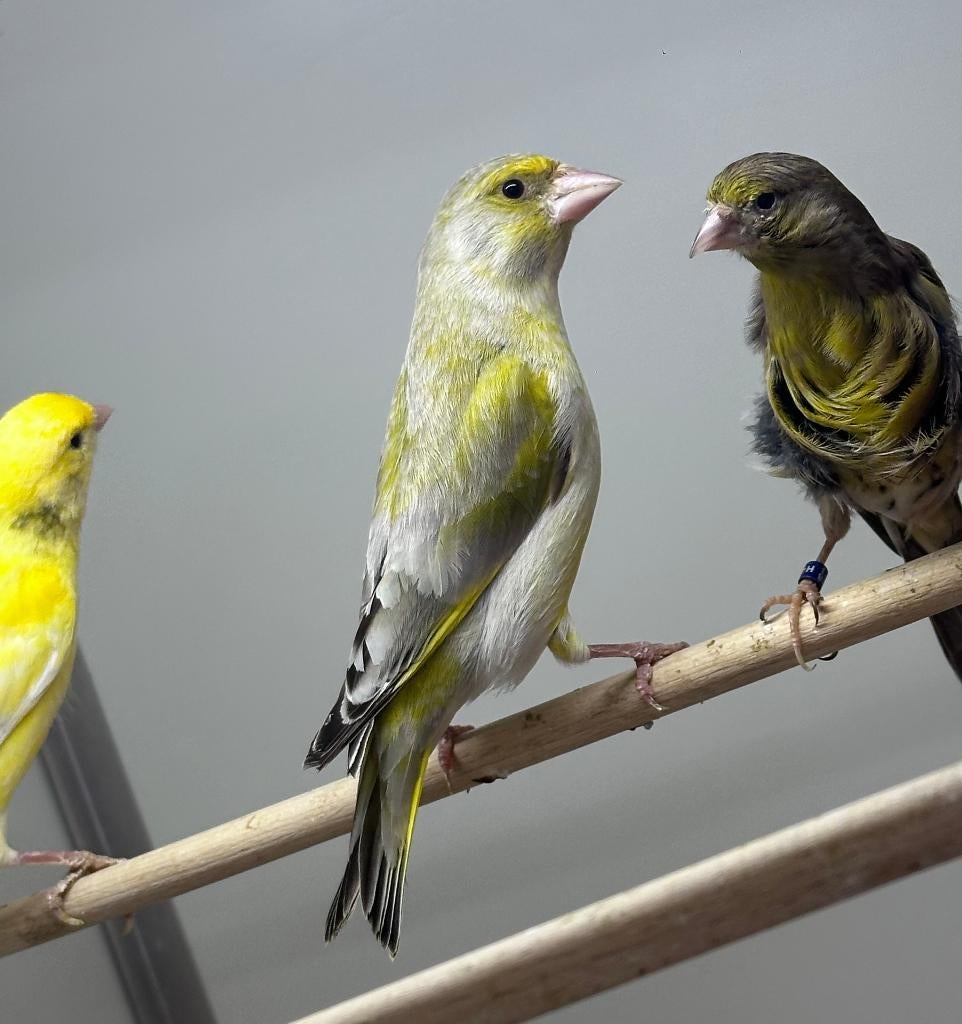 Groenlingen koppel en man, Dieren en Toebehoren, Vogels | Overige Vogels, Meerdere dieren