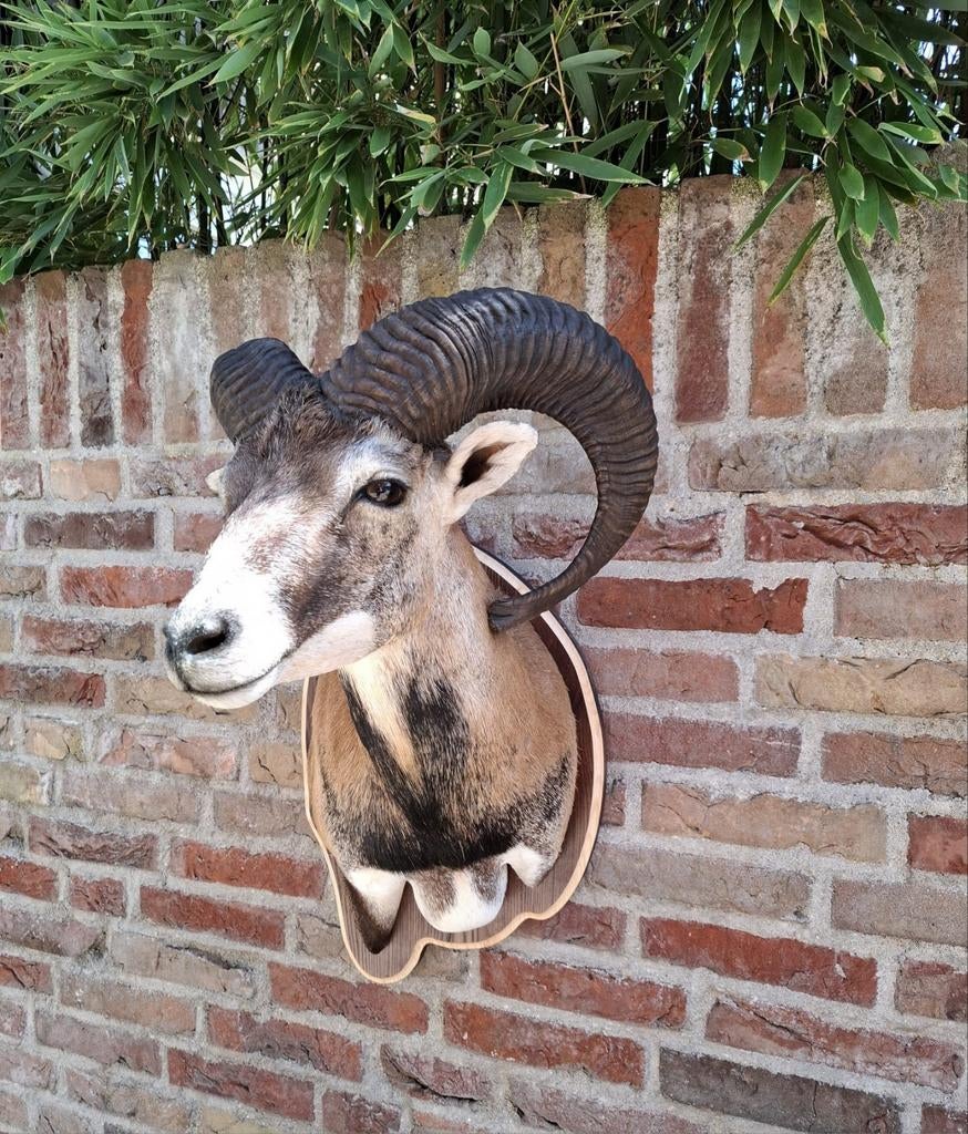 Recent opgezette moeflon kop taxidermy opgezet jacht schedel, Ophalen, Wild dier, Gewei of Kop