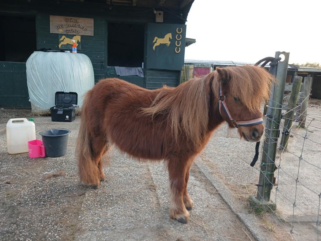 Te koop 3 mooie shetlander's, Dieren en Toebehoren, Pony's, Merrie, Onbeleerd, A pony (tot 1.17m), 0 tot 2 jaar